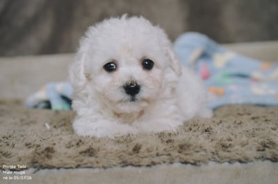 Les chiots de Bichon Frise