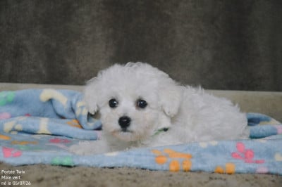 Les chiots de Bichon Frise