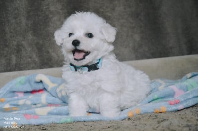 Les chiots de Bichon Frise