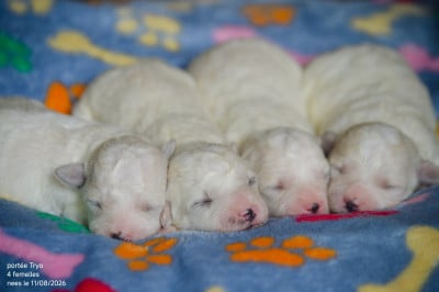 Les chiots de Bichon Frise