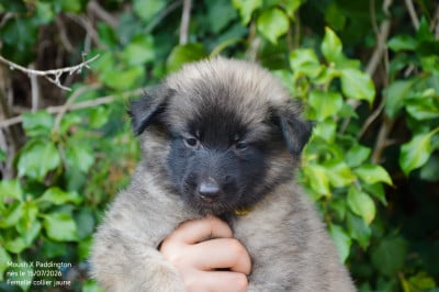 Les chiots de Berger Belge