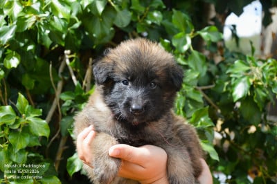 Les chiots de Berger Belge