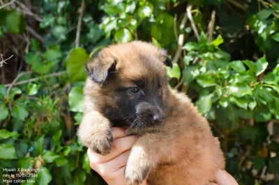 Les chiots de Berger Belge