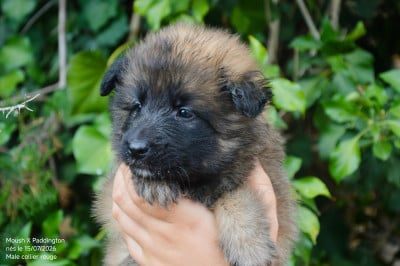 Les chiots de Berger Belge