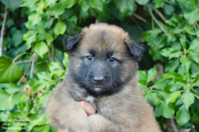 Les chiots de Berger Belge