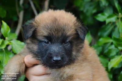 Les chiots de Berger Belge