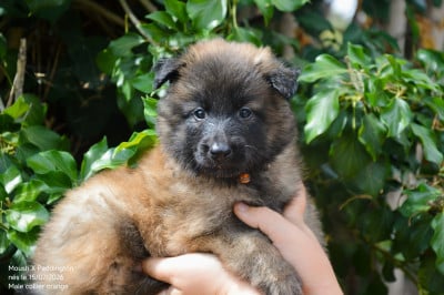 Les chiots de Berger Belge