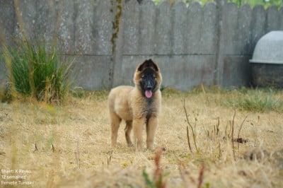 Les chiots de Berger Belge