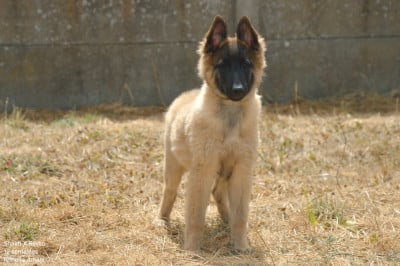 Les chiots de Berger Belge