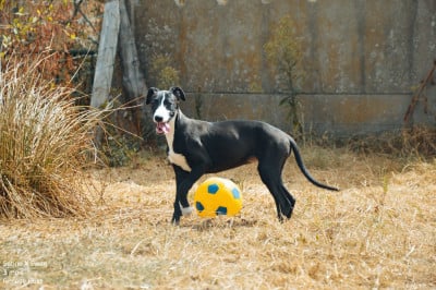 Les chiots de Whippet
