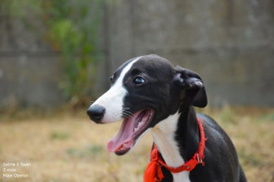 Les chiots de Whippet