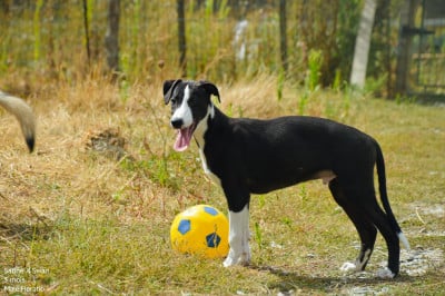 Les chiots de Whippet