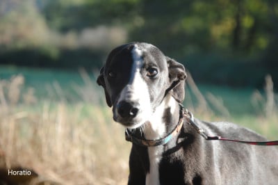 Les chiots de Whippet