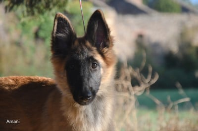 Les chiots de Berger Belge