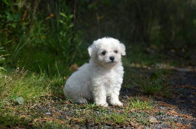 Bichon Frise - Mady'n Alphysia