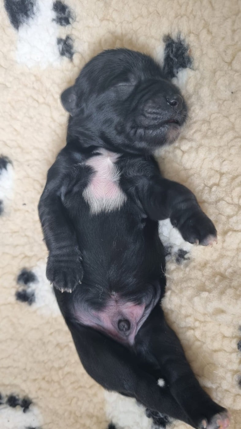 Bayard Mon Amour Tibétain