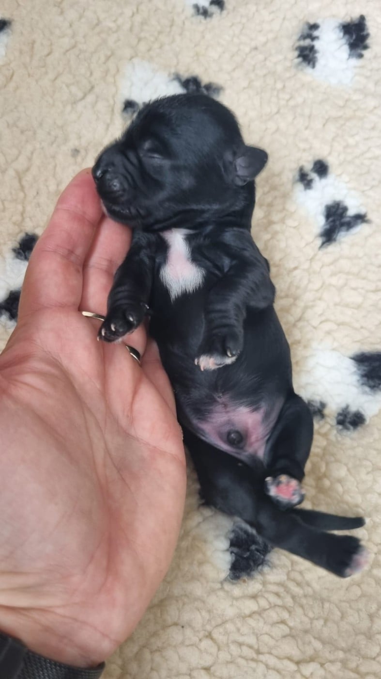 Bayard Mon Amour Tibétain