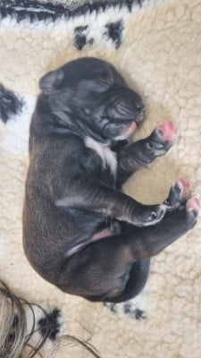 Les chiots de Terrier Tibetain