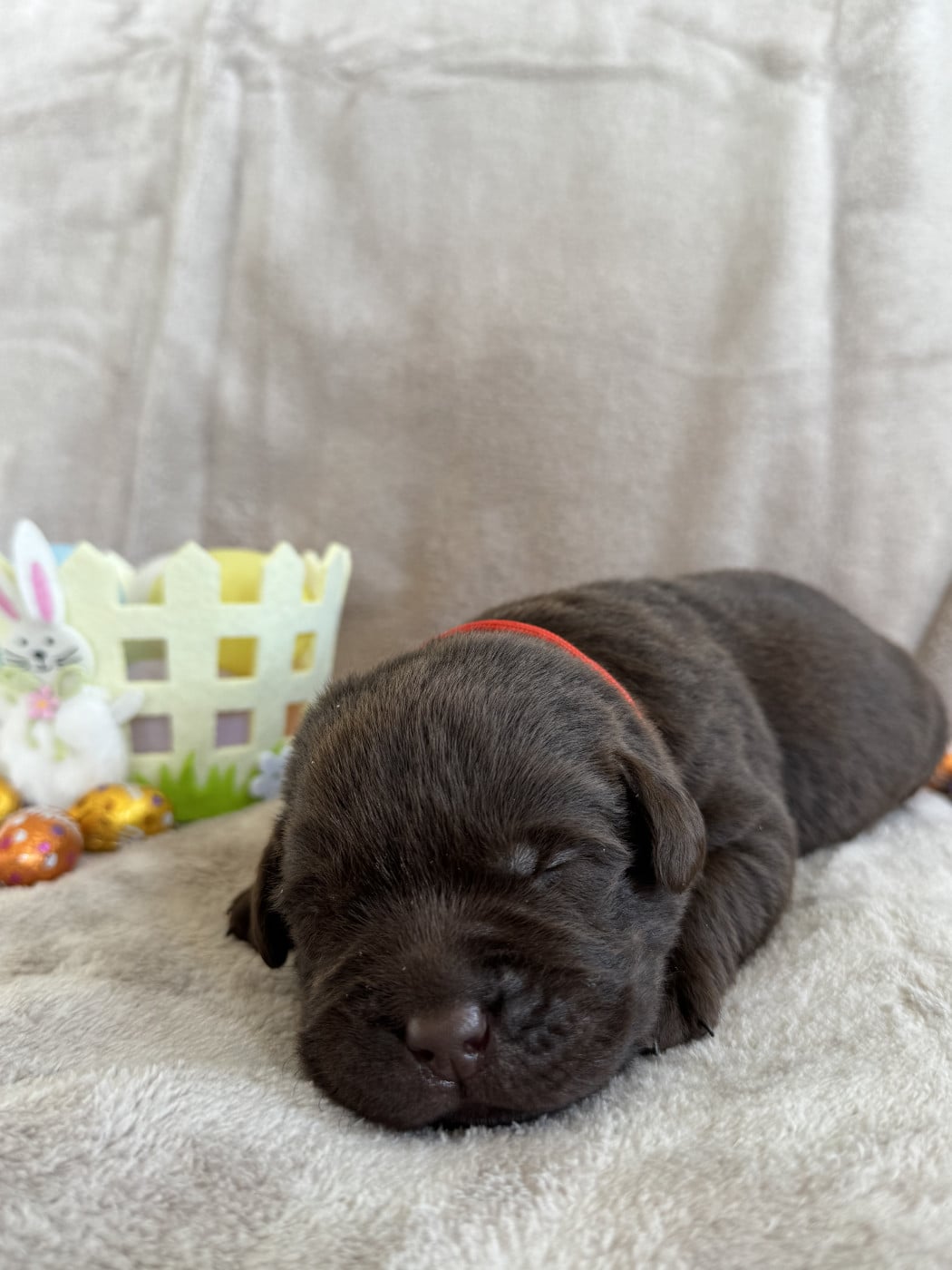 Labrador Retriever - Choco's Spirit