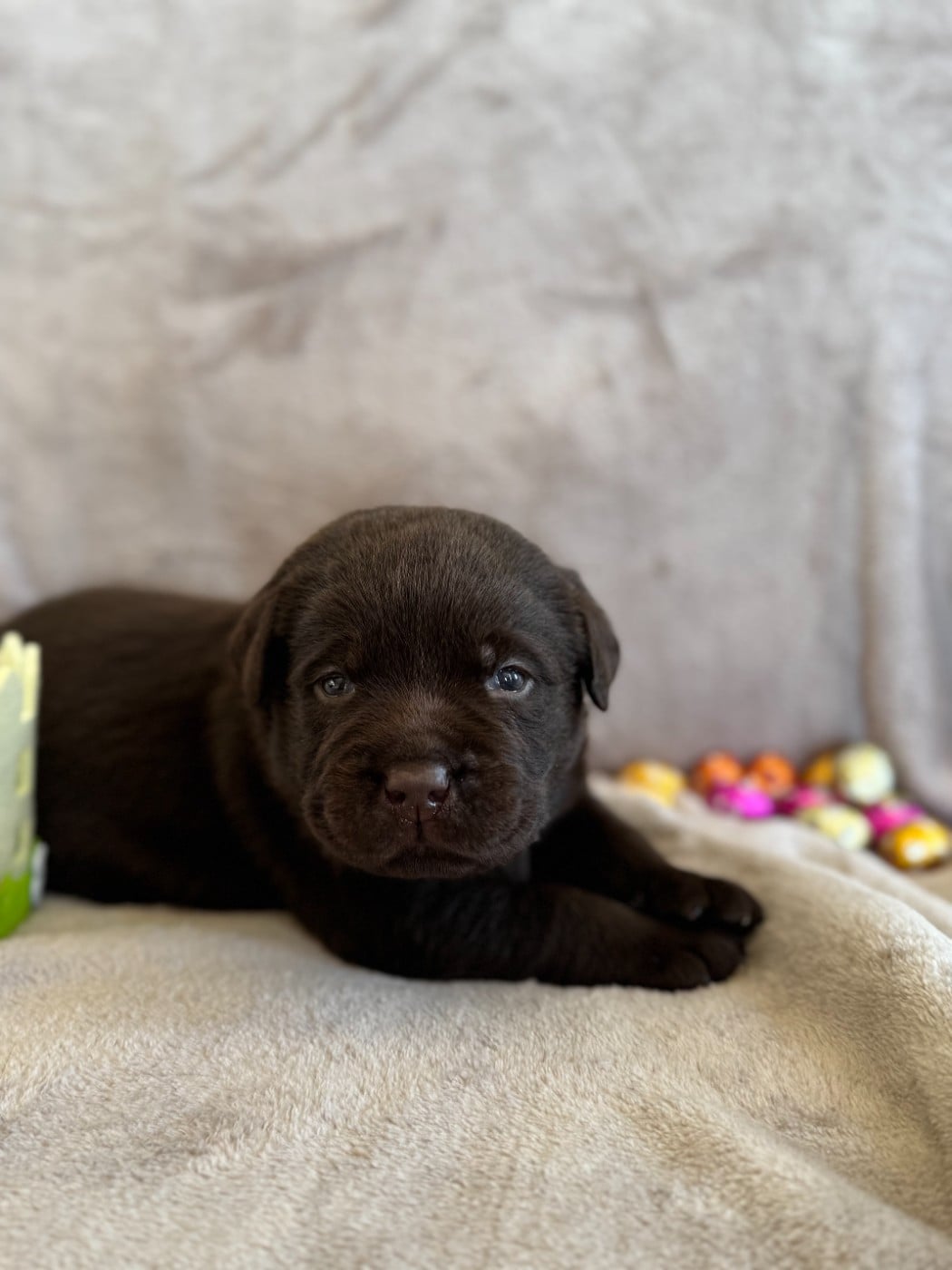 Labrador Retriever - Choco's Spirit