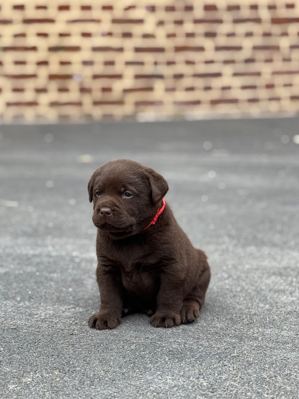 Labrador Retriever - Choco's Spirit