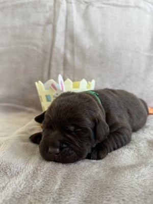 Les chiots de Labrador Retriever