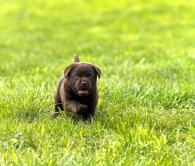 Les chiots de Labrador Retriever