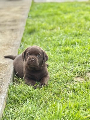 Les chiots de Labrador Retriever
