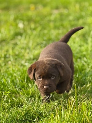 Les chiots de Labrador Retriever