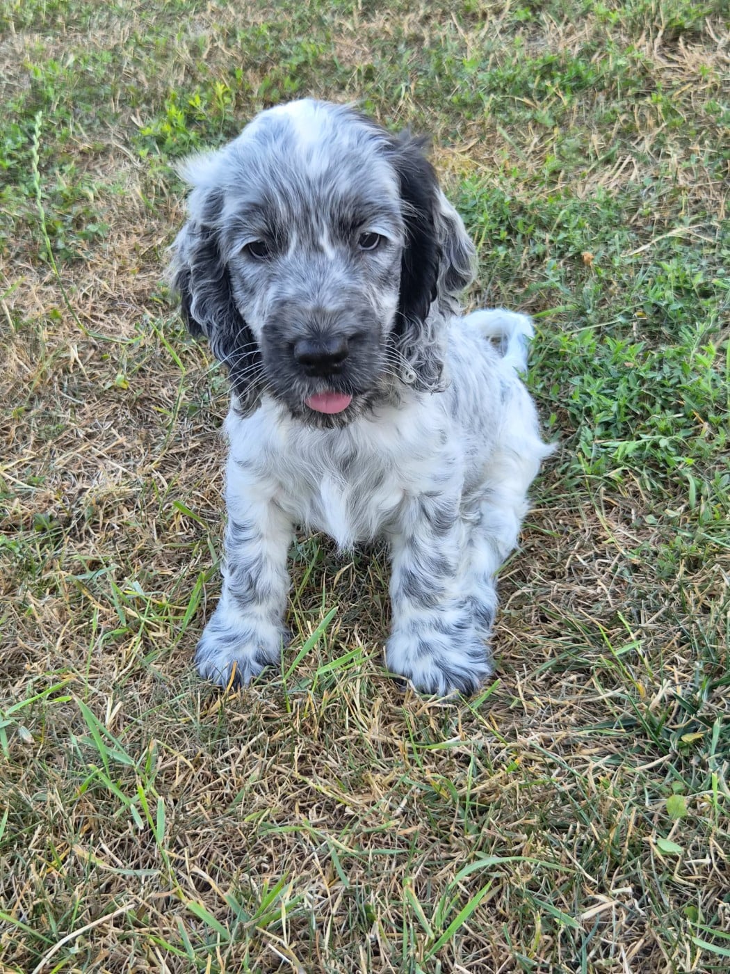 Chiot N°5