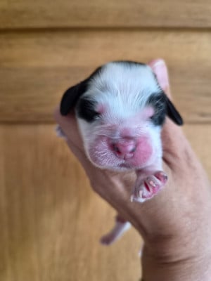 Les chiots de Cocker Spaniel Anglais