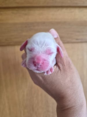 Les chiots de Cocker Spaniel Anglais