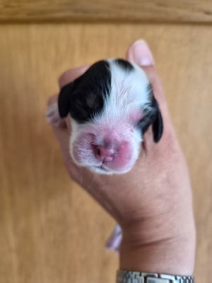 Les chiots de Cocker Spaniel Anglais