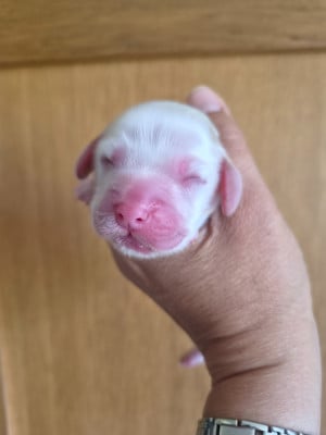 Les chiots de Cocker Spaniel Anglais