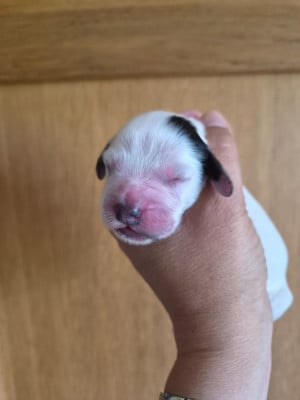 Les chiots de Cocker Spaniel Anglais
