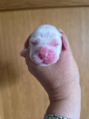 Les chiots de Cocker Spaniel Anglais