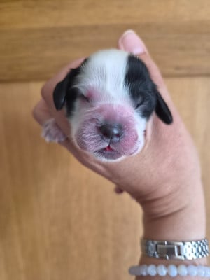 Les chiots de Cocker Spaniel Anglais