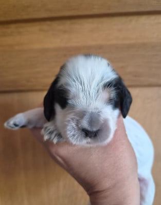 Les chiots de Cocker Spaniel Anglais