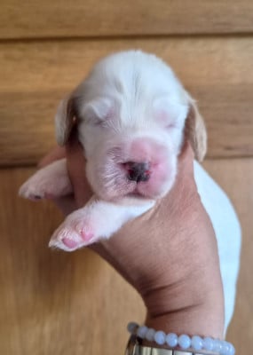 Les chiots de Cocker Spaniel Anglais
