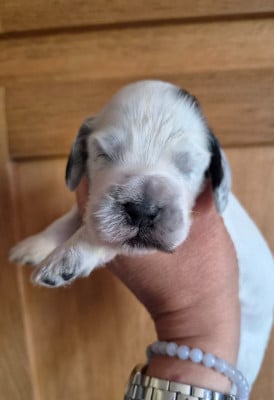Les chiots de Cocker Spaniel Anglais
