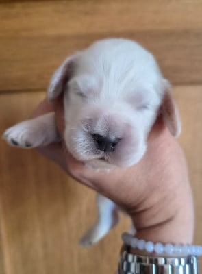 Les chiots de Cocker Spaniel Anglais