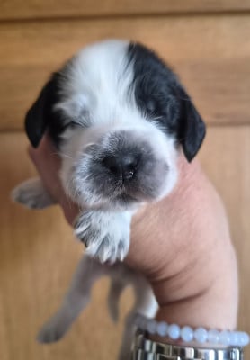 Les chiots de Cocker Spaniel Anglais