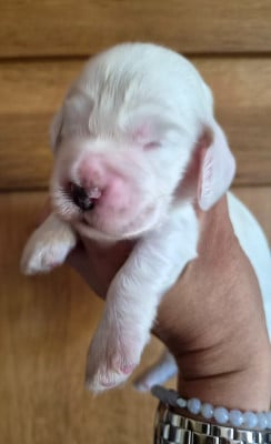 Les chiots de Cocker Spaniel Anglais