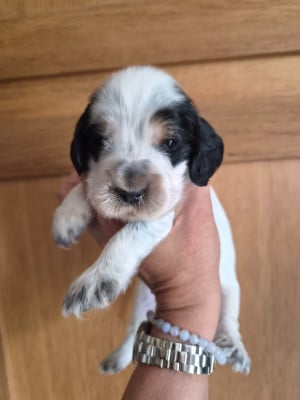 Les chiots de Cocker Spaniel Anglais