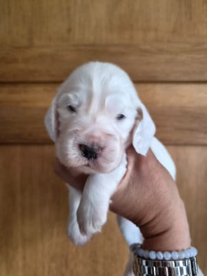 Les chiots de Cocker Spaniel Anglais
