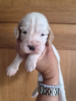 Les chiots de Cocker Spaniel Anglais