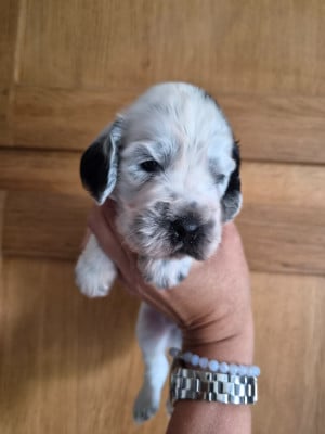 Les chiots de Cocker Spaniel Anglais