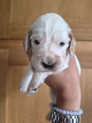 Les chiots de Cocker Spaniel Anglais