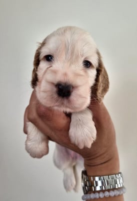 Les chiots de Cocker Spaniel Anglais