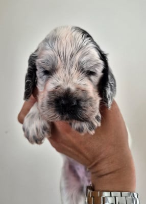 Les chiots de Cocker Spaniel Anglais